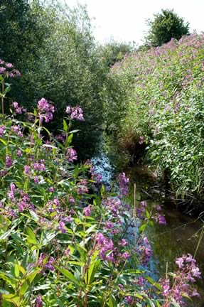 Himalayan Balsam
